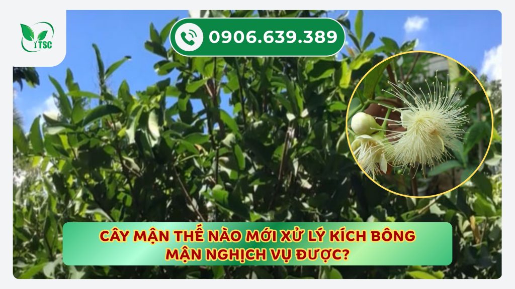 Kỹ thuật kích bông mận mùa nghịch – Ra hoa đúng ý, trúng vụ giá cao ky-thuat-kich-bong-man-mua-nghich-ra-hoa-dung-y