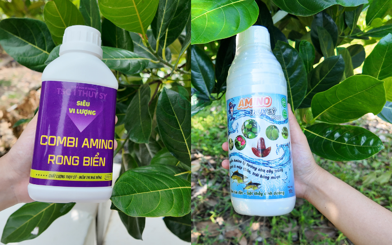 4 Mẹo Dưỡng Bông Mít Mùa Mưa Hiệu Quả duong-bong-mit-mua-mua