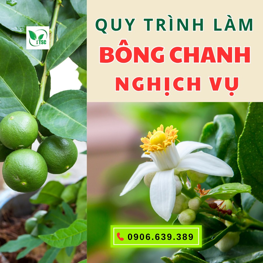 Kinh nghiệm kích bông chanh mùa nghịch – Nông dân cần lưu ý gì? quy-trinh-kich-bong-chanh-mua-nghich