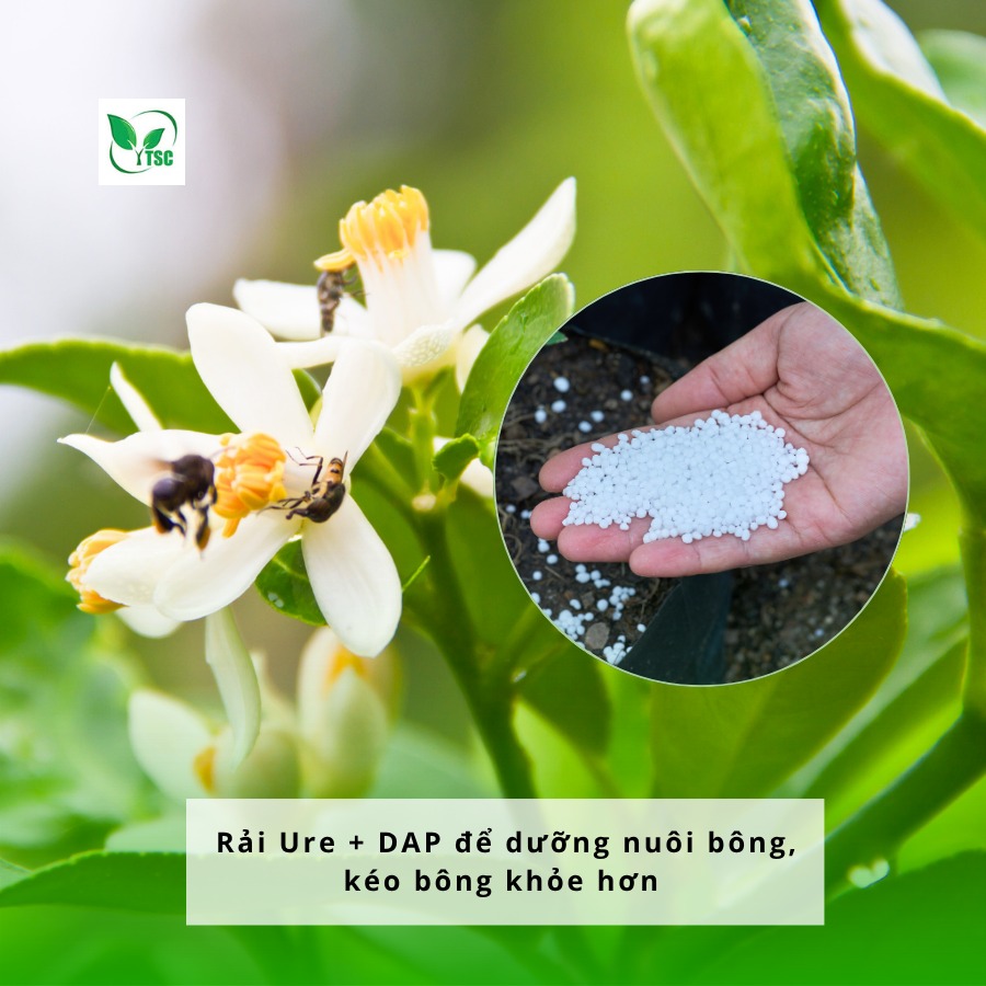 Kinh nghiệm kích bông chanh mùa nghịch – Nông dân cần lưu ý gì? quy-trinh-kich-bong-chanh-mua-nghich