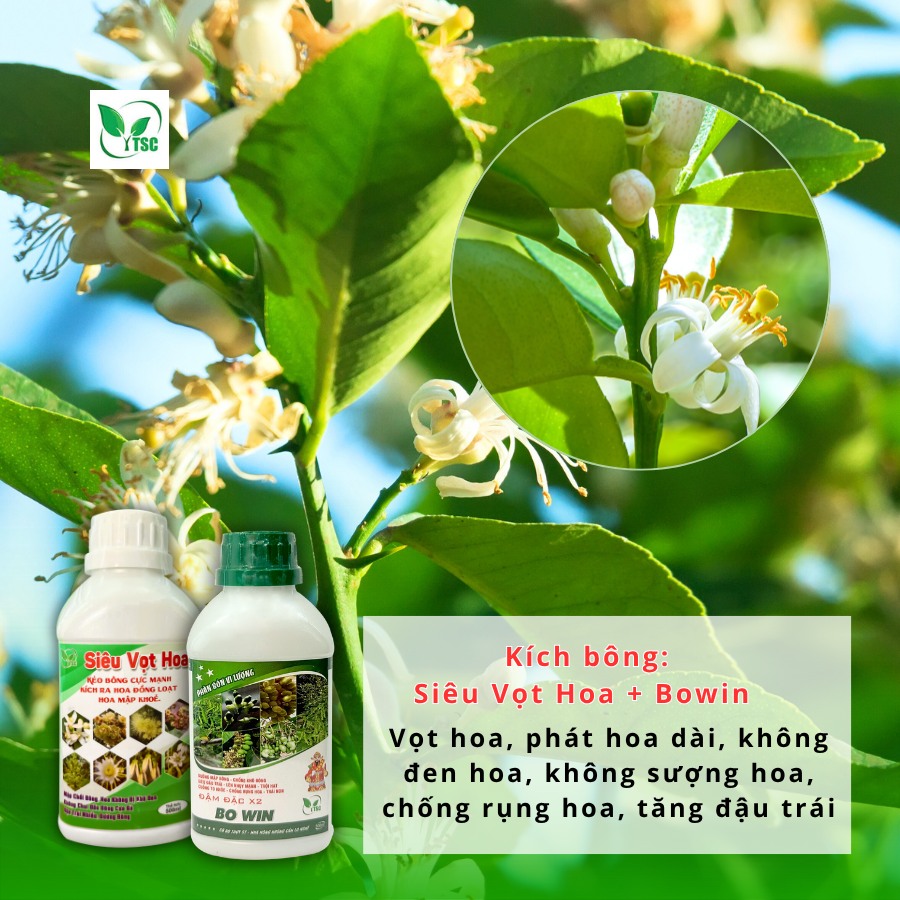 Kinh nghiệm kích bông chanh mùa nghịch – Nông dân cần lưu ý gì? quy-trinh-kich-bong-chanh-mua-nghich