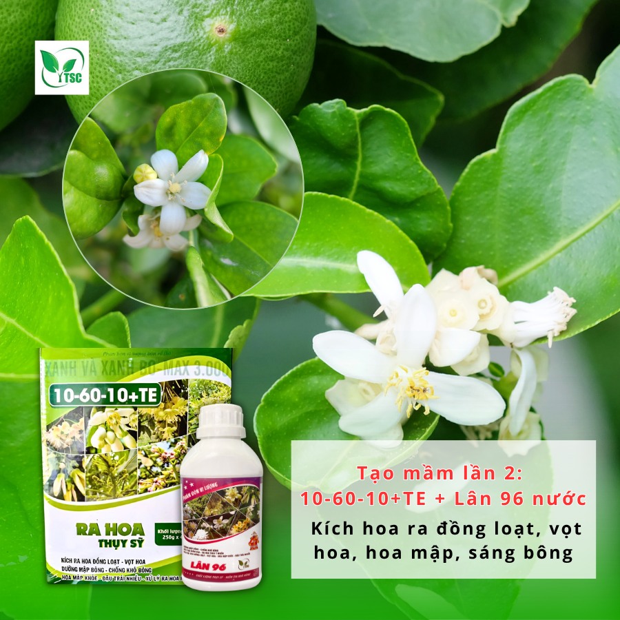 Kinh nghiệm kích bông chanh mùa nghịch – Nông dân cần lưu ý gì? quy-trinh-kich-bong-chanh-mua-nghich