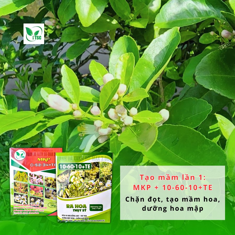 Kinh nghiệm kích bông chanh mùa nghịch – Nông dân cần lưu ý gì? quy-trinh-kich-bong-chanh-mua-nghich