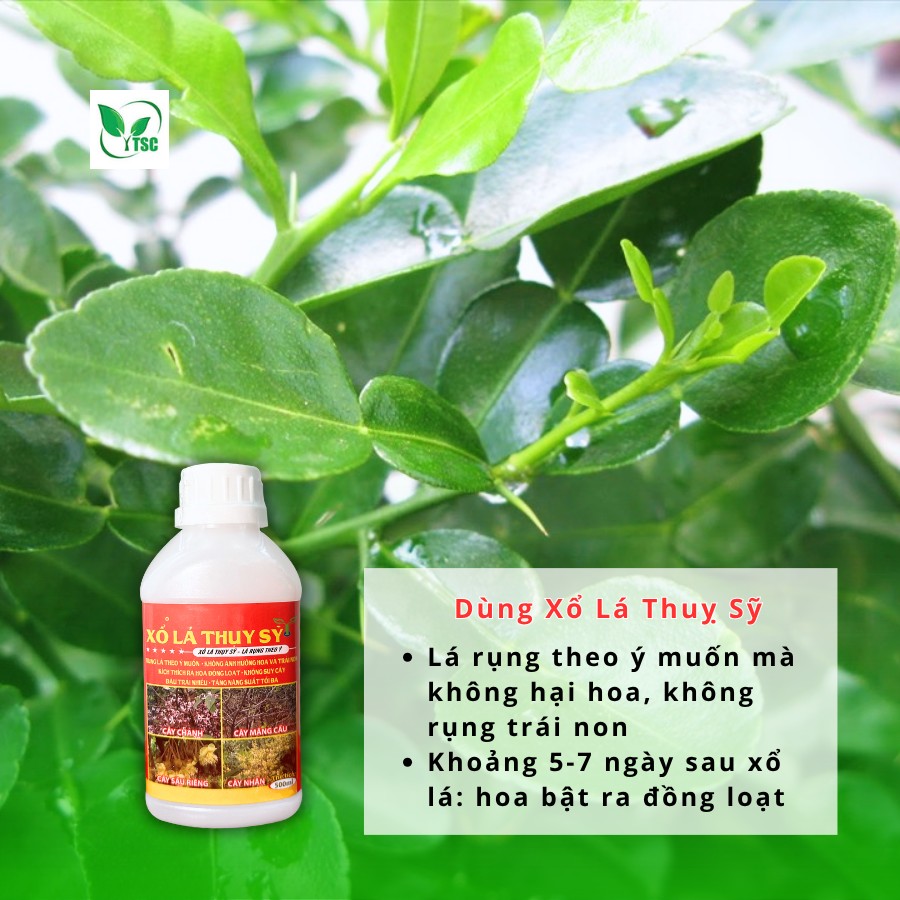 Kinh nghiệm kích bông chanh mùa nghịch – Nông dân cần lưu ý gì? quy-trinh-kich-bong-chanh-mua-nghich