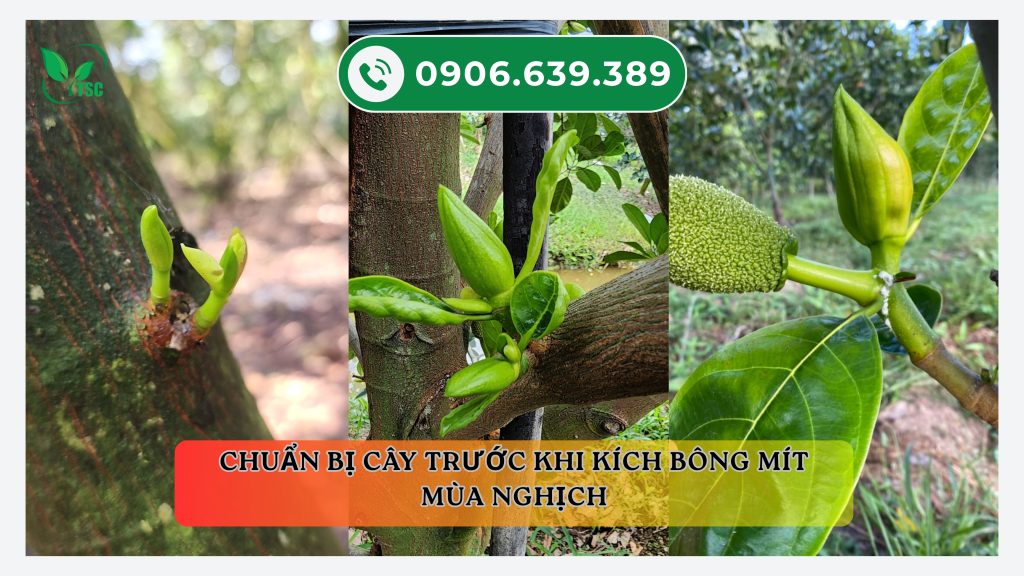 Làm sao để kích bông mít mùa nghịch thành công, dễ chăm sóc, dễ đậu trái can-chuan-bi-gi-cho-cay-mit-de-kich-bong-mit-mua-nghich