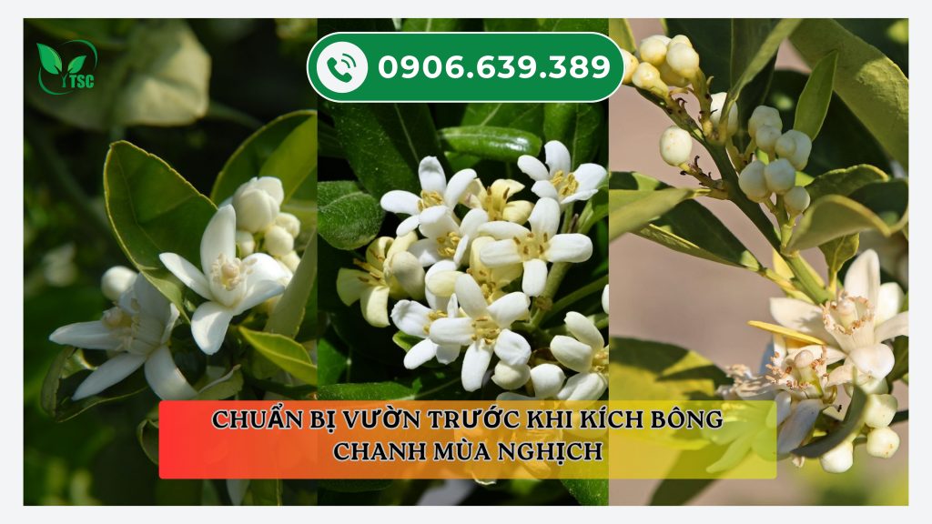Kinh nghiệm kích bông chanh mùa nghịch – Nông dân cần lưu ý gì? chuan-bi-vuon-truoc-khi-kich-bong-chanh-mua-nghich