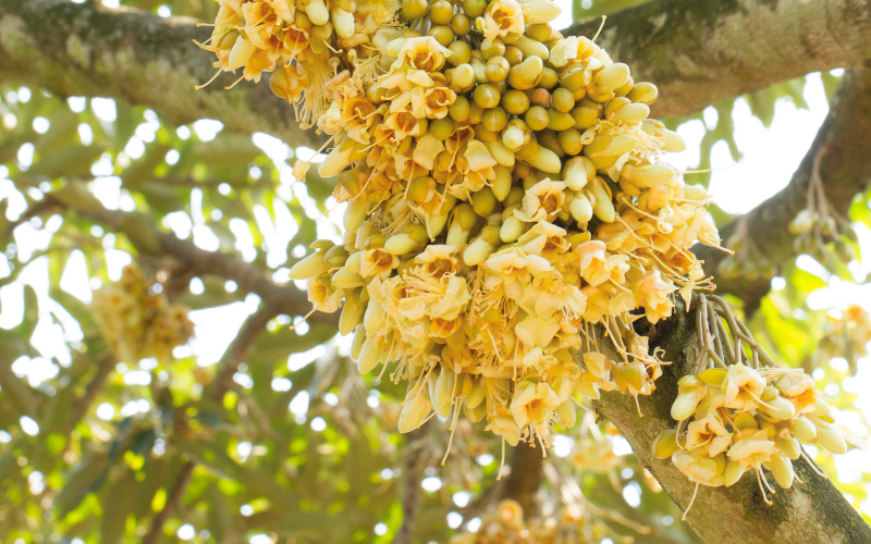 Kích Bông Sầu Riêng Mùa Nghịch