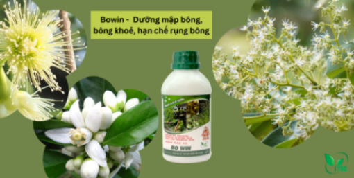 Bowin - Dưỡng Mập Hoa Cuống Trái, Hoa Khoẻ, Hạn Chế Rụng Hoa, Rụng Trái Non Bowin - Duong bong
