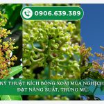 KỸ THUẬT KÍCH BÔNG XOÀI MÙA NGHỊCH ĐẠT NĂNG SUẤT, TRÚNG MÙA