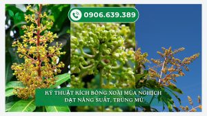 kich-bong-xoai-mua-nghich
