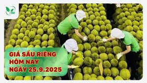 gia-sau-rieng-hom-nay-25-9-2025