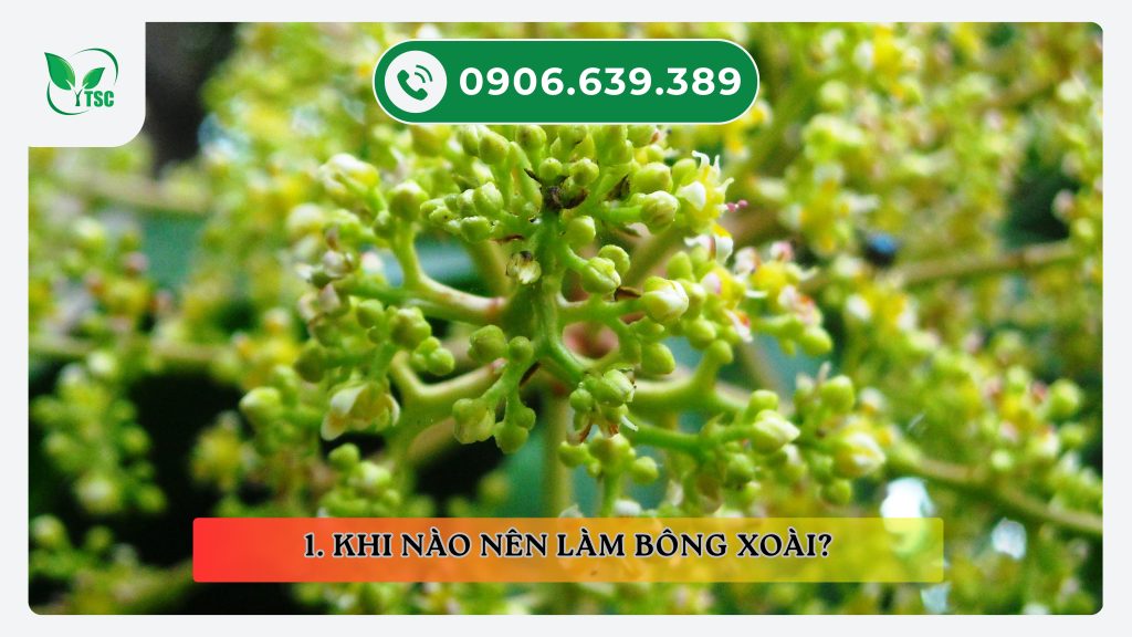 KỸ THUẬT KÍCH BÔNG XOÀI MÙA NGHỊCH ĐẠT NĂNG SUẤT, TRÚNG MÙA kich-bong-xoai-mua-nghich