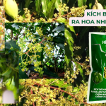 Xử Lý Ra Hoa Hiệu Quả Bằng Kích Bông Xoài Thuỵ Sỹ – Ra Hoa Nhiều, Đồng Loạt