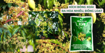 Xử Lý Ra Hoa Hiệu Quả Bằng Kích Bông Xoài Thuỵ Sỹ - Ra Hoa Nhiều, Đồng Loạt Kich-bong-xoai