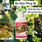 Ra Hoa Thuỵ Sỹ – Kích Ra Hoa Đồng Loạt, Xử Lý Ra Hoa Nghịch Vụ