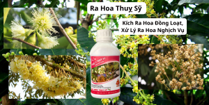 Ra hoa kich ra hoa dong loat