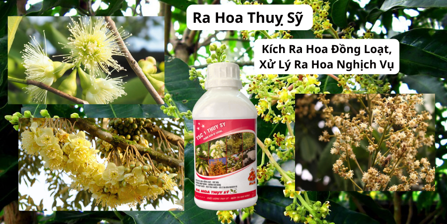 Ra hoa kich ra hoa dong loat
