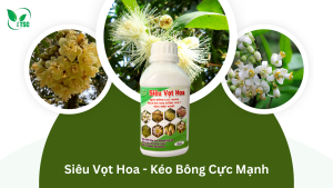 Sieu-vot-hoa