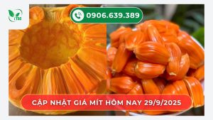 gia-mit-hom-nay-ngay-29-9-2025
