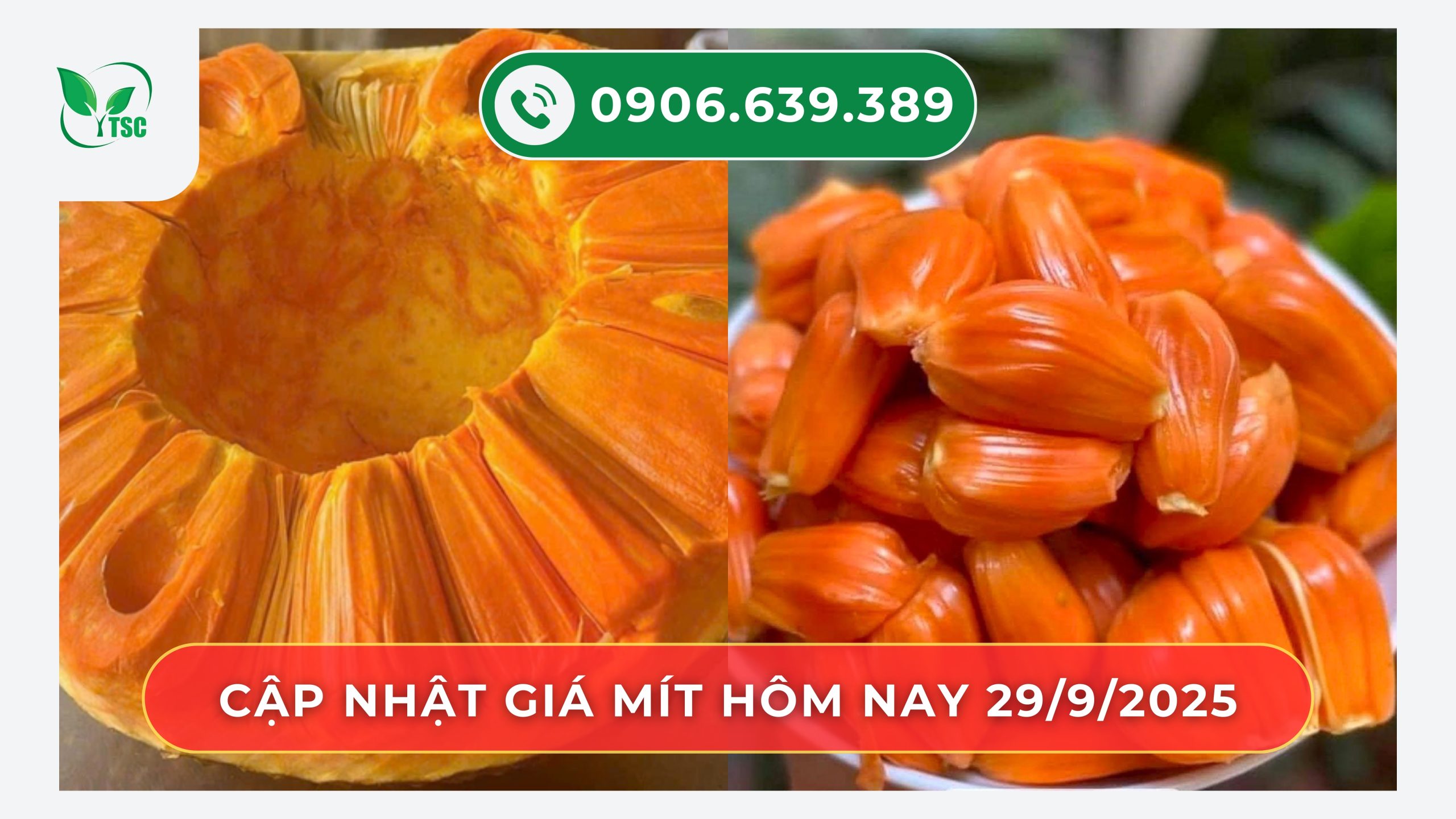 gia-mit-hom-nay-ngay-29-9-2025