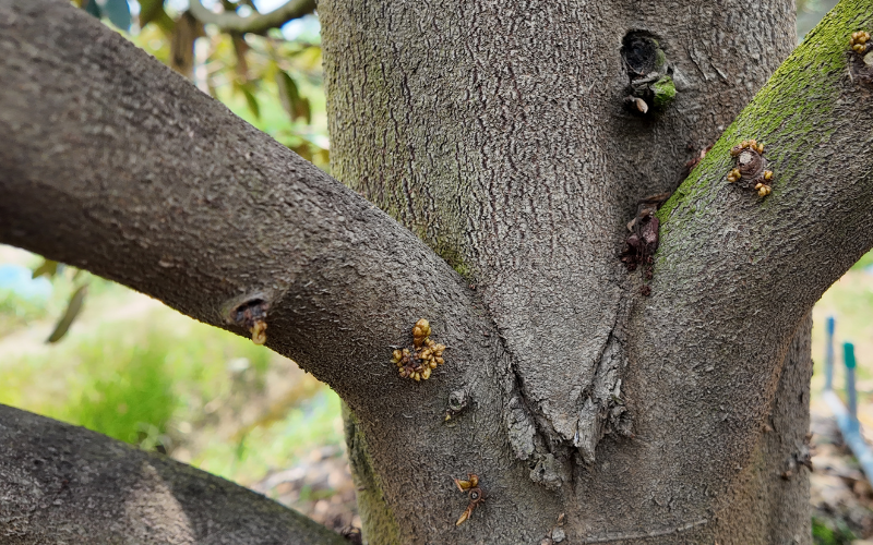 Kích Bông Sầu Riêng Mùa Nghịch