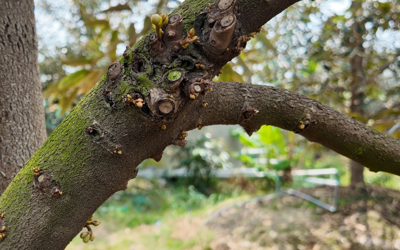 Kích Bông Sầu Riêng Mùa Nghịch