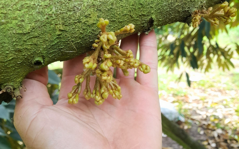 Kích Bông Sầu Riêng Mùa Nghịch