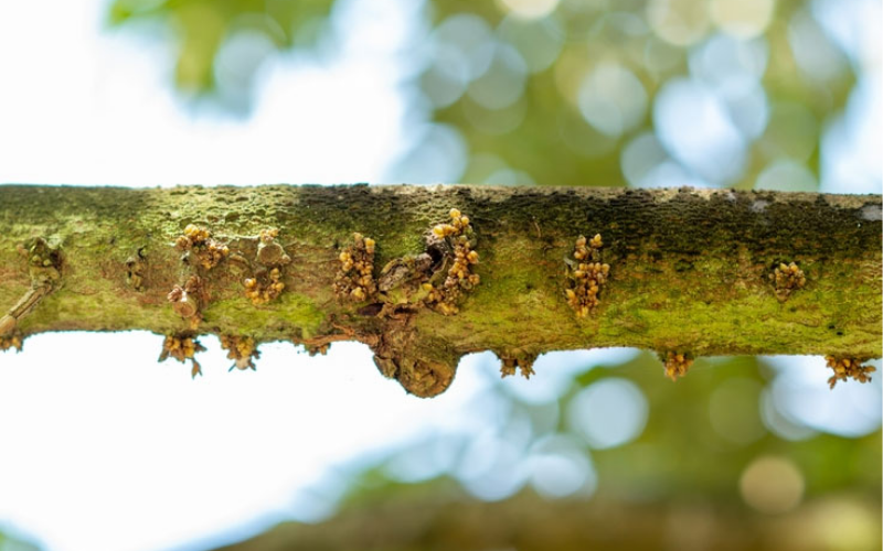 Kích Bông Sầu Riêng Mùa Nghịch