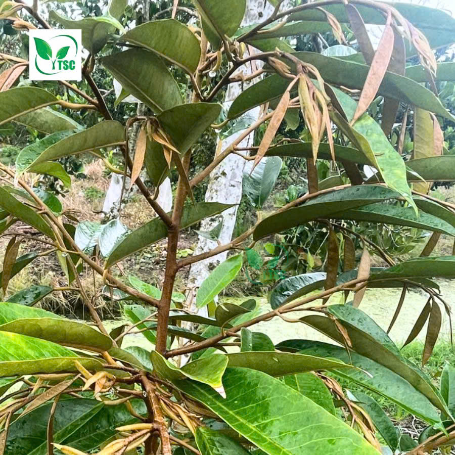 Xô Hữu Cơ Thụy Sỹ Gold (20 lít) - Phân Bón Hữu Cơ Cao Cấp, Lớn Trái Tối Đa, Nặng Ký Hiệu quả rõ rệt trên cây Sầu Riêng sau khi tưới Xô Hữu Cơ Thụy Sỹ Gold Dinh Dưỡng Gấp 3 lần