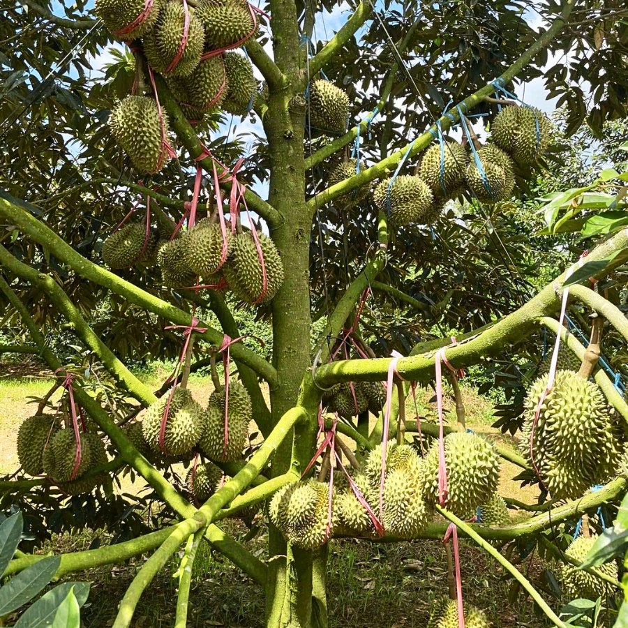 Xô Hữu Cơ Thụy Sỹ Gold (20 lít) - Phân Bón Hữu Cơ Cao Cấp, Lớn Trái Tối Đa, Nặng Ký Xô Hữu Cơ Thụy Sỹ Gold Siêu Nuôi Trái, Lớn Trái Tối Đa, Phì Trái Nhanh, Nặng Ký - Xô Nuôi Trái Sầu Riêng