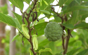 Kích Bông Na Mùa Nghịch Hiệu Quả