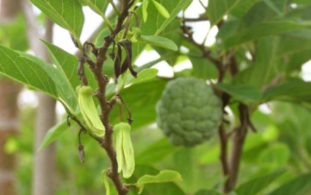 Kích Bông Na Mùa Nghịch Hiệu Quả