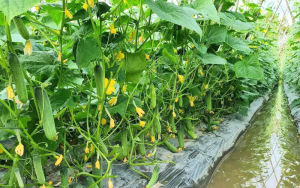 Hướng Dẫn Đi Phân Bón Cho Dưa Leo