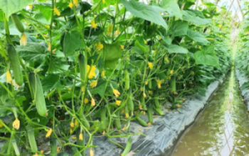 Hướng Dẫn Đi Phân Bón Cho Dưa Leo Hướng Dẫn Đi Phân Bón Cho Dưa Leo