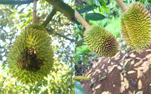 Cách Phòng Ngừa Thối Đít Trái Sầu Riêng