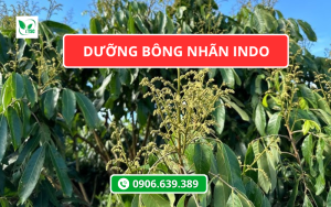 Dưỡng Bông Nhãn Indo Ra Hoa Rộ, Đậu Trái Cao