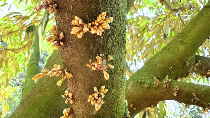 Bí Quyết Kéo Mắt Cua Sầu Riêng Mùa Nghịch keo-mat-cua-sau-rieng-mua-nghich