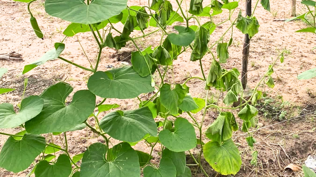 Top 6 Bệnh Rau Màu Thường Gặp