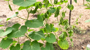 Top 6 Bệnh Rau Màu Thường Gặp