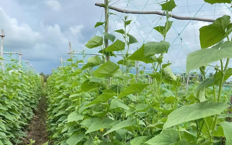 Hướng Dẫn Đi Phân Bón Cho Dưa Leo Hướng Dẫn Đi Phân Bón Cho Dưa Leo