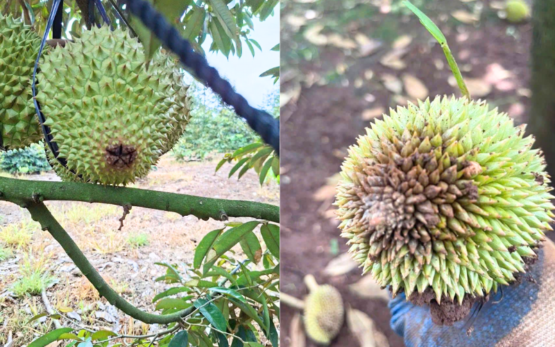 cach-phong-ngua-thoi-dit-trai-sau-rieng