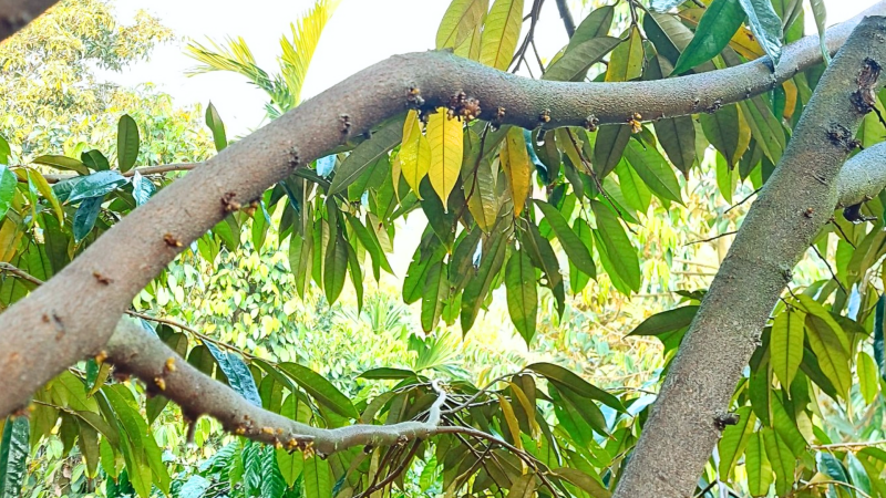 Bí Quyết Kéo Mắt Cua Sầu Riêng Mùa Nghịch keo-mat-cua-sau-rieng-mua-nghich