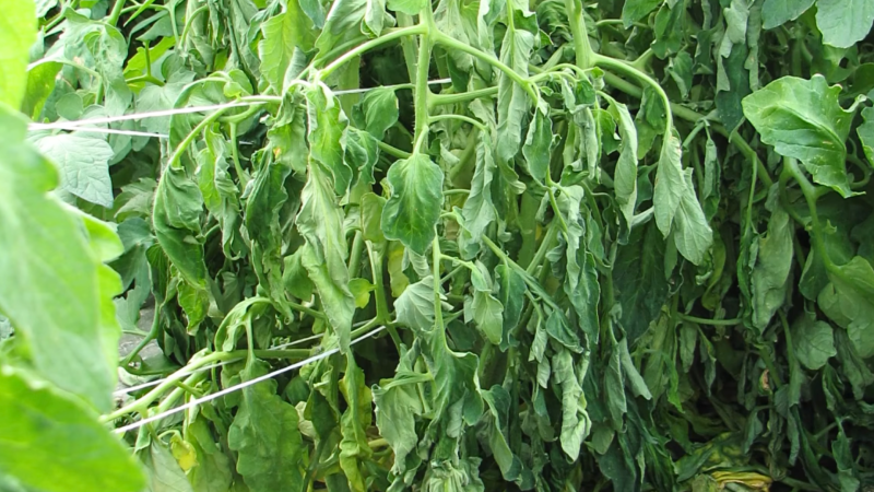 Top 6 Bệnh Rau Màu Thường Gặp