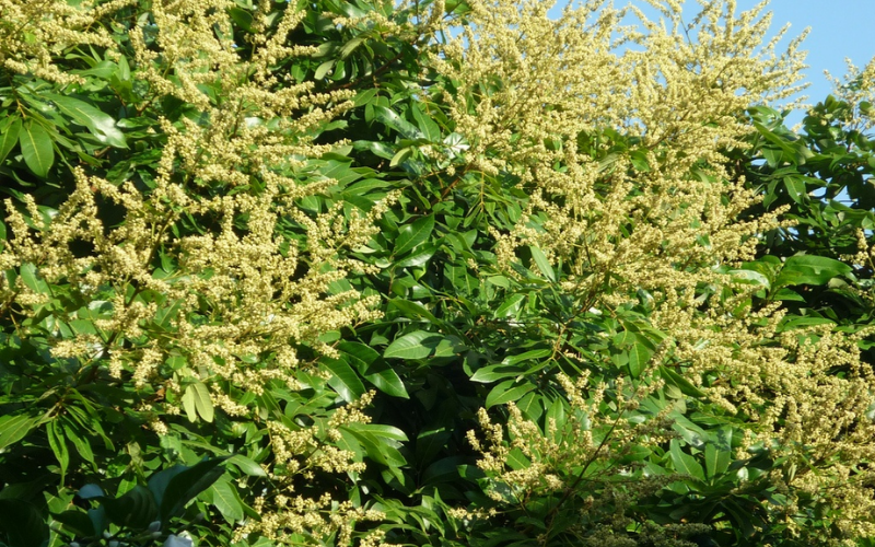 Dưỡng Bông Nhãn Indo Ra Hoa Rộ, Đậu Trái Cao