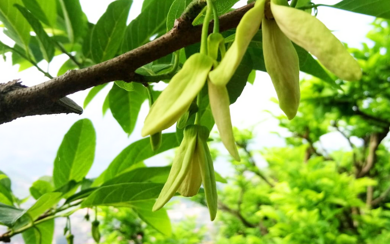 Kích Bông Na Mùa Nghịch Hiệu Quả