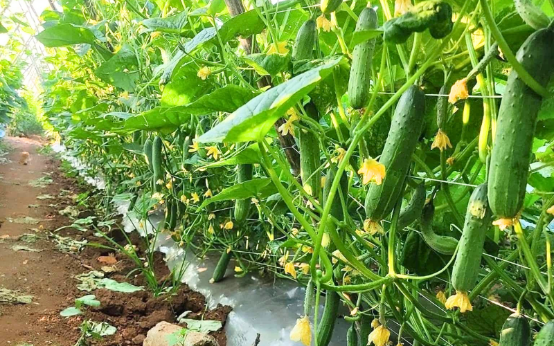 Hướng Dẫn Đi Phân Bón Cho Dưa Leo Hướng Dẫn Đi Phân Bón Cho Dưa Leo