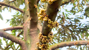 Bí Quyết Kéo Mắt Cua Sầu Riêng Mùa Nghịch