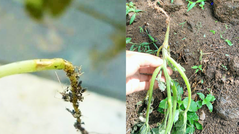 Top 6 Bệnh Rau Màu Thường Gặp