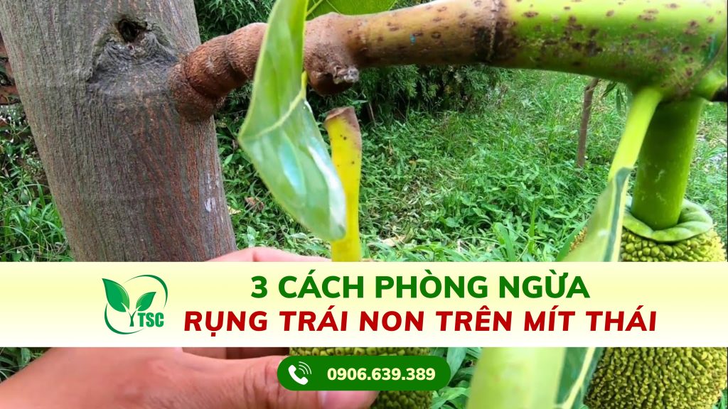 3-cach-phong-ngua-rung-trai-non-tren-mit-thai
