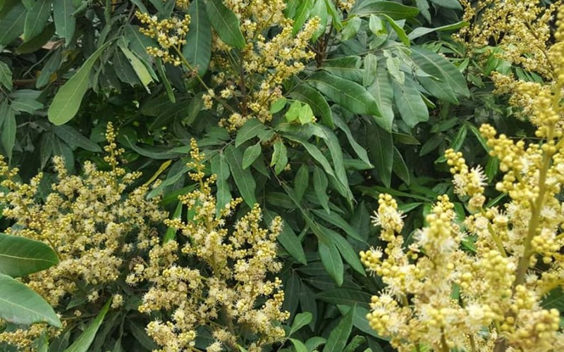 Dưỡng Bông Nhãn Indo Ra Hoa Rộ, Đậu Trái Cao